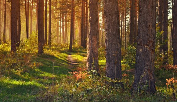 Il risveglio nel bosco