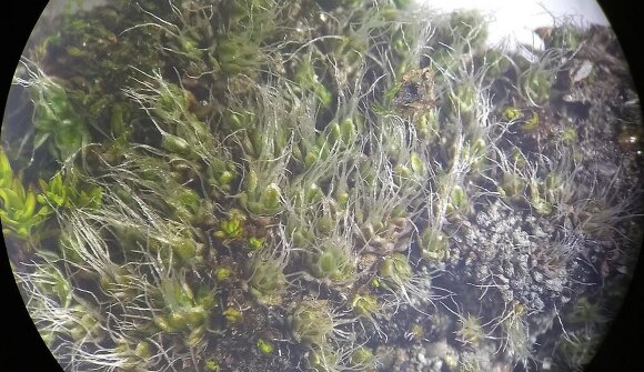 Die Moose: Mikroskopie-Workshop