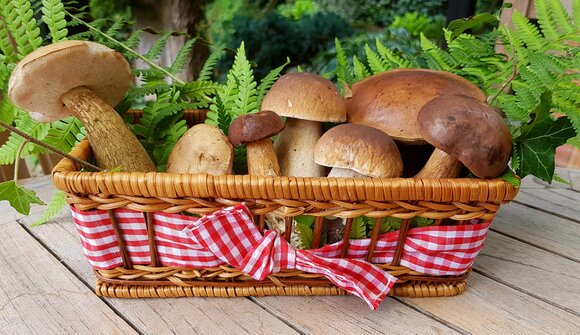 Fest der Steinpilze und des Waldes