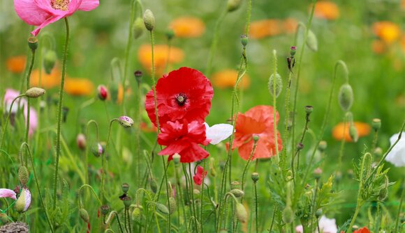 Mountains & Flowers - world of herbs