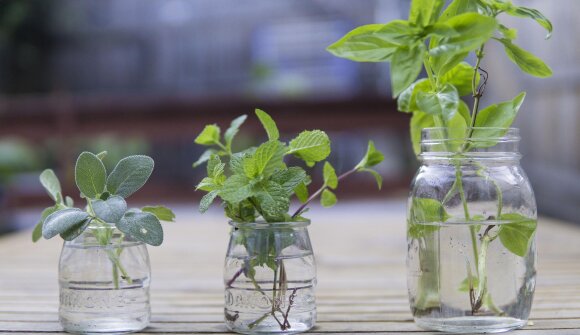Laboratorio con piante officinali