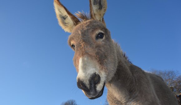 Gli amici animali del Ciampac