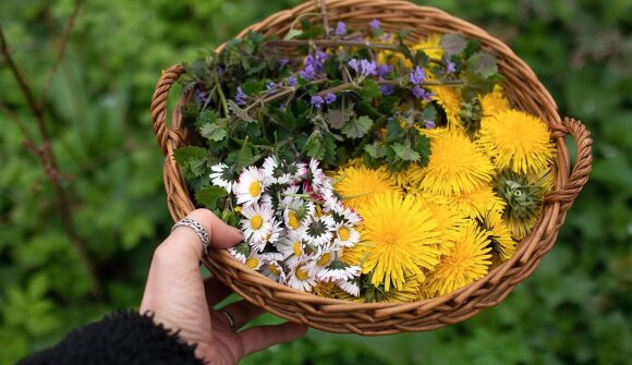 Professional guided herb tour