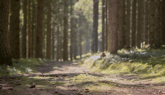 Forest Bathing - Solda
