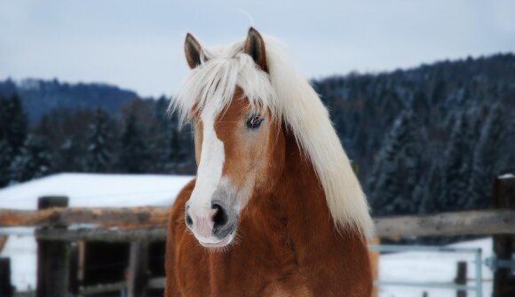 Gara di slitte trainate da cavalli