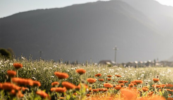 Escursione alla scoperta delle erbe