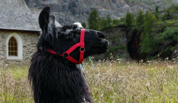 Lama meets Culture - Trekkingtour