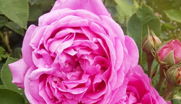 Nimm Hennendreck und Bugglkraut