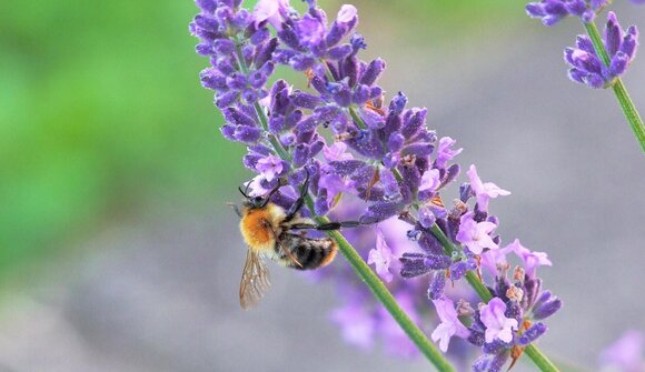 Die Naturapotheke aus dem Bienenstock