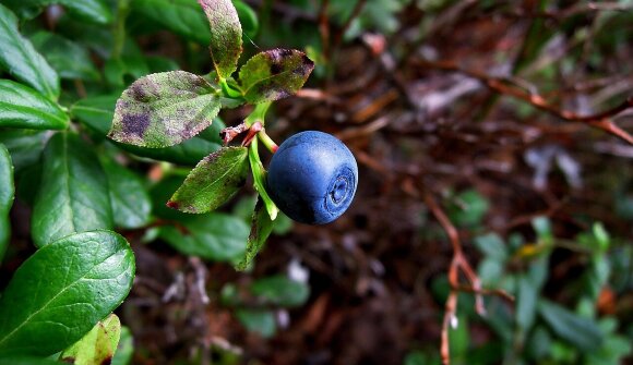 Bacche selvatiche & frutti di bosco