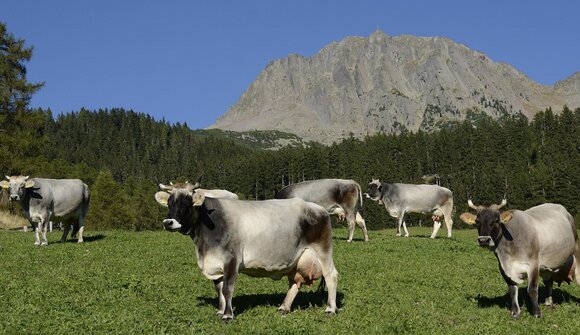 Mostra Grigio Alpina Val Sarentino