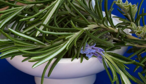 Abendvortrag "Heilpflanzen zum Staunen"