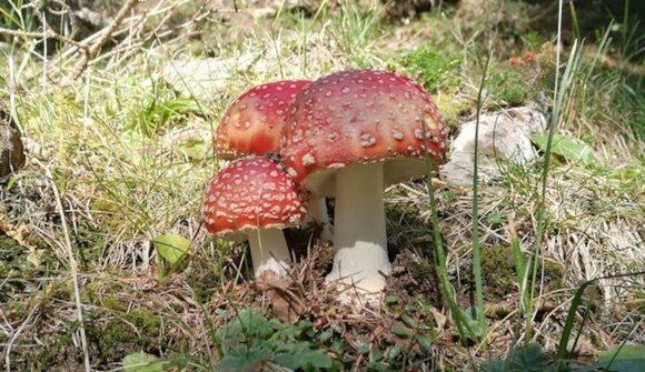 I funghi dei nostri boschi | Escursione