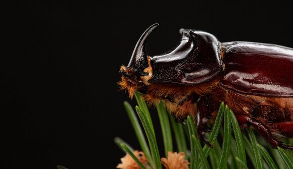 Mega Bugs