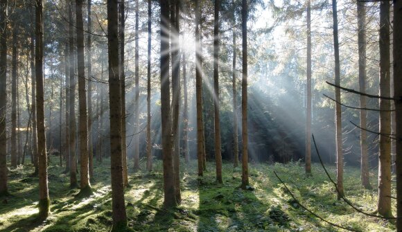 Gemeinsam für den Erhalt unseres Waldes