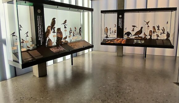 avimundus - The world of birds