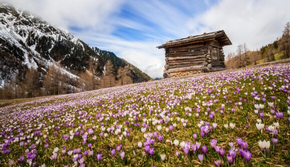 Primavera sugli alpeggi della Val Casies