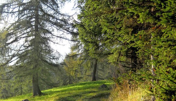Waldbaden in Proveis