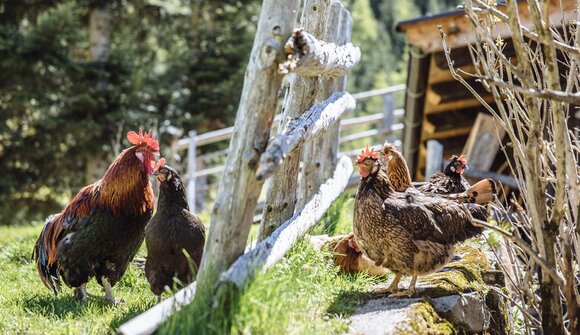 I masi da vicino: visite esperienziali