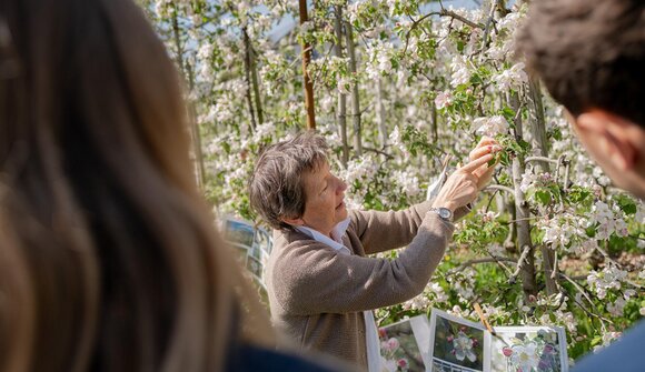 Apfelführung in Leifers
