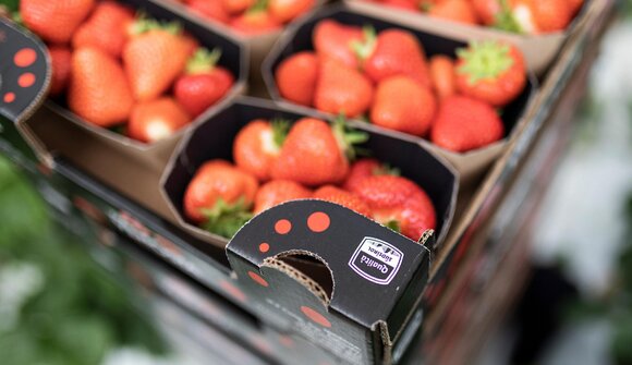 I masi da vicino: visite esperienziali