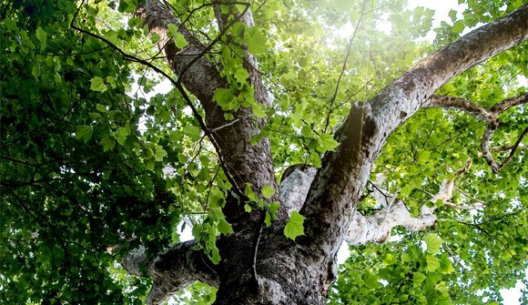 Meran beWegt: Yoga im Freien