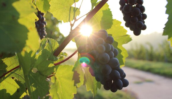 A spasso tra vigneti e tesori nascosti