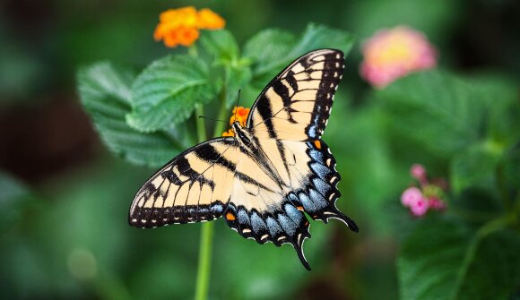 Bernardin Astfäller