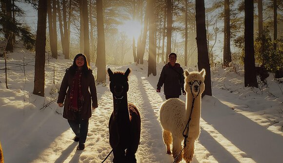 Passeggiata con gli alpaca nel bosco