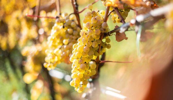 Dove crescono viti e curano erbe