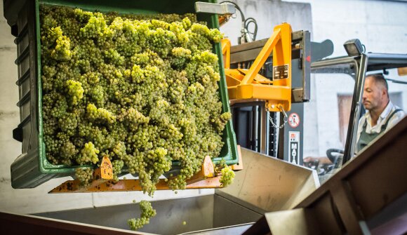 Guided visit - Falkenstein Winery