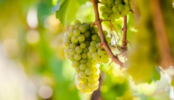 Vino & Gourmet - delizioso autunno