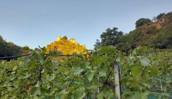 Guided visit to the winery Unterortl