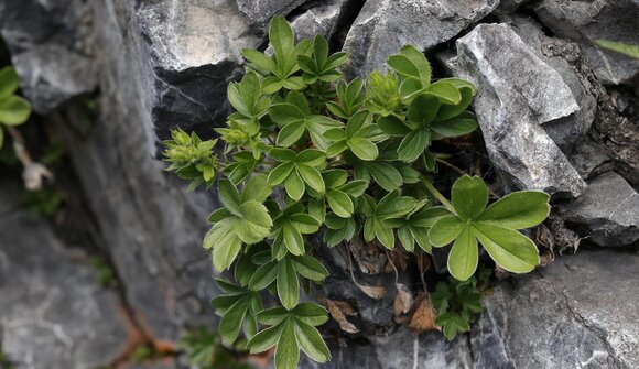 I tesori della montagna