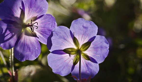 City Nature Challenge