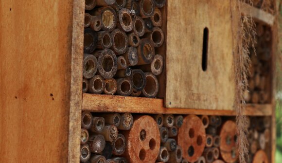 Workshop: Hotel per insetti