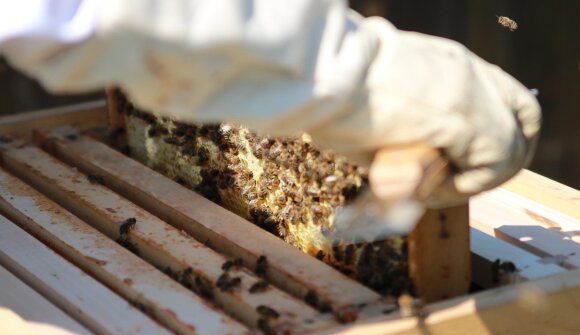 Apicoltore per un giorno