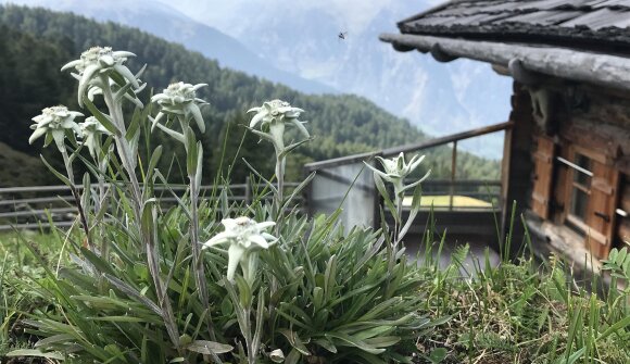 Suoni delle Dolomiti: Les Mécanos