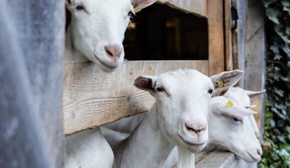 Verkostung hofeigener Produkte