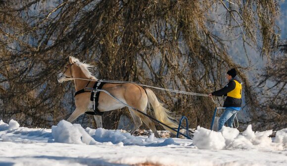 Haflinger Schlittenrennen & Skijöring