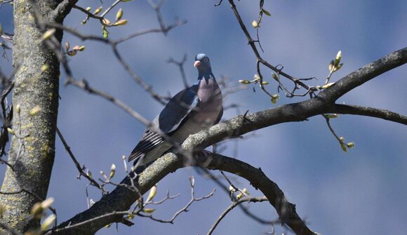 Escursione: il canto degli uccelli