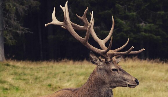 Il cervo nobile nel suo habitat