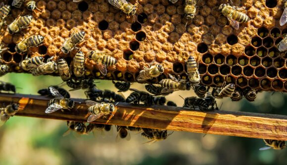 Api: Le Frequenze della Natura