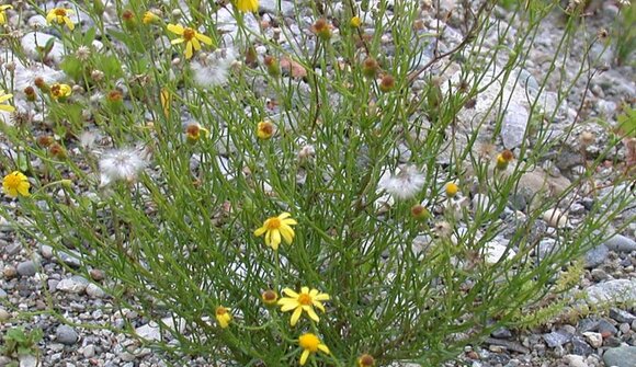 Neophyten-Ausreißaktion