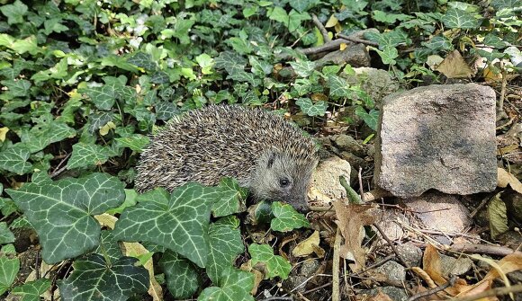 The European hedgehog