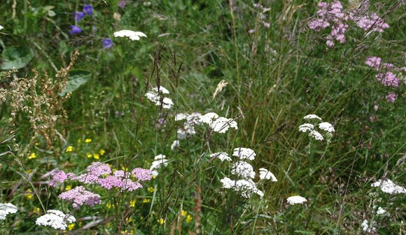 Kräuterworkshop am Niedersthof
