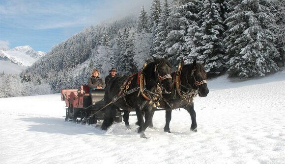 Horse-drawn sleigh rides