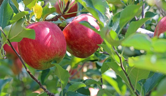 Open House Day at the Texel Fruit Coop.
