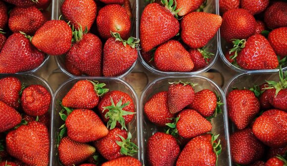 Strawberry tasting