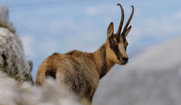 Traversata dei camosci